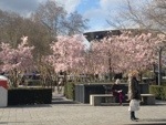 Cherry blossom in Tours